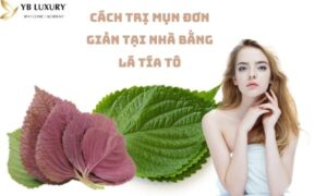 cách trị mụn tại nhà bằng lá tía tô