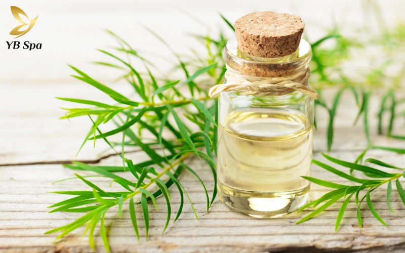 Cách chữa mụn nhọt sưng to an toàn, hiệu quả 26 Tinh dầu Tràm Trà (Tea Tree Oil)