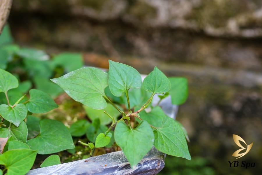 Mụn sưng hình thành do đâu? 9 Cách giảm sưng mụn hiệu quả 23 rau diếp cá cũng chứa nhiều chất có khả năng kháng khuẩn, chống viêm