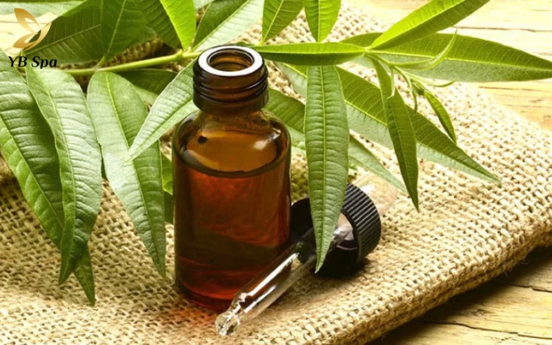 16+ Cách trị mụn bọc ở cằm tại nhà hiệu quả từ thiên nhiên 15 Chấm nhẹ tinh dầu tràm trà trực tiếp lên nốt mụn giúp giảm sưng viêm nhanh chóng mà không gây kích ứng mạnh