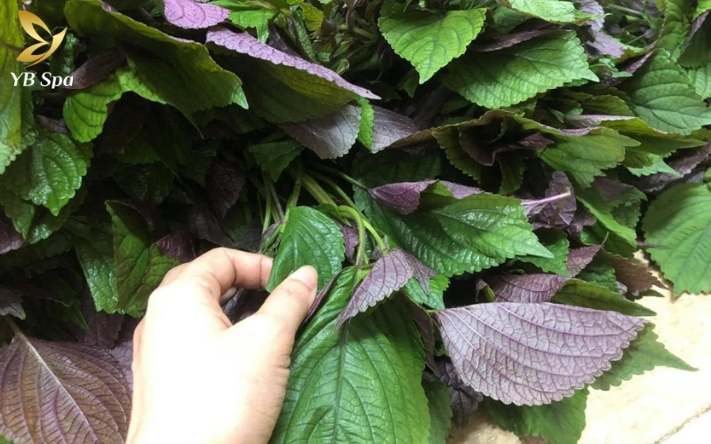 16+ Cách trị mụn bọc ở cằm tại nhà hiệu quả từ thiên nhiên 16 Lá tía tô là "vị cứu tinh" từ vườn nhà giúp kháng khuẩn và làm sạch sâu lỗ chân lông cho những vùng da đang bị mụn bọc tấn công