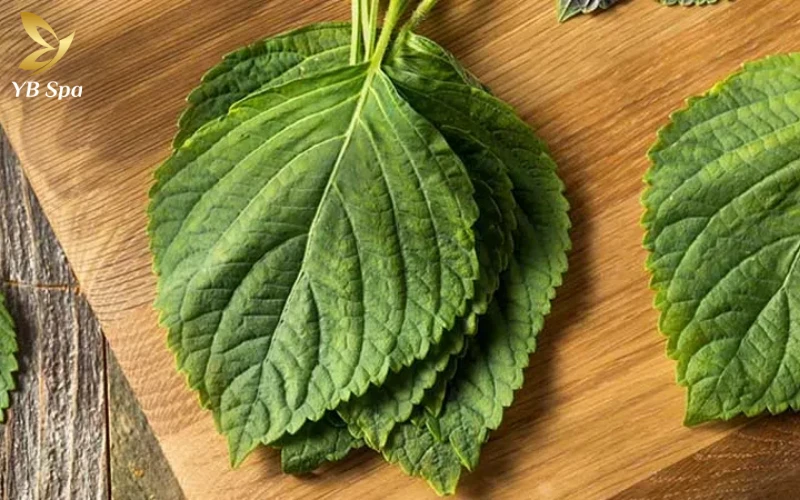 16+ Cách trị mụn bọc ở cằm tại nhà hiệu quả từ thiên nhiên 19 Đắp lá kinh giới trực tiếp lên nốt mụn bọc giúp làm mát da và thúc đẩy quá trình gom cồi mụn tự nhiên một cách an toàn