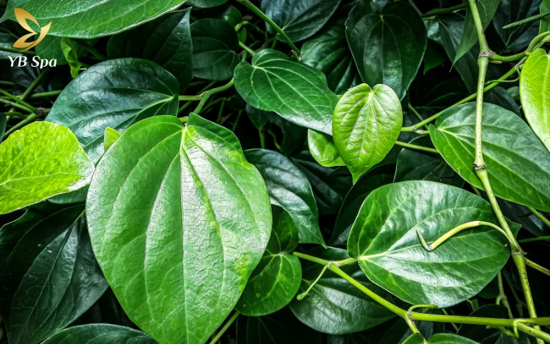 Mẹo sử dụng lá trầu không để giảm sưng viêm