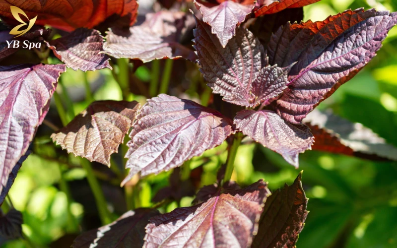 Cách trị nám bằng lá tía tô