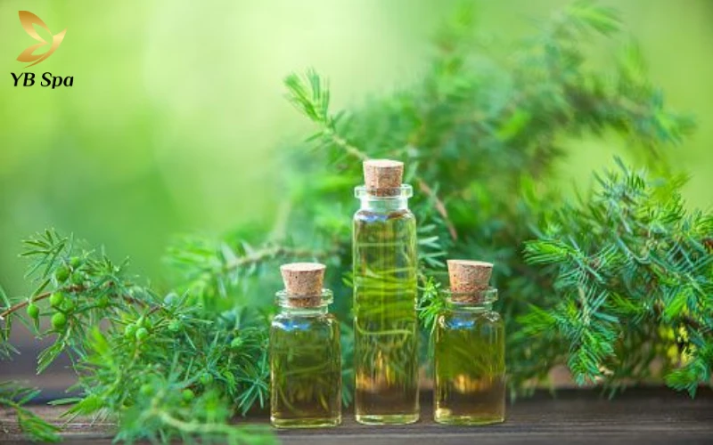 Cách trị sẹo lồi trên mặt hiệu quả từ thiên nhiên đến công nghệ cao 30 Tinh dầu tràm trà (Tea Tree Oil)