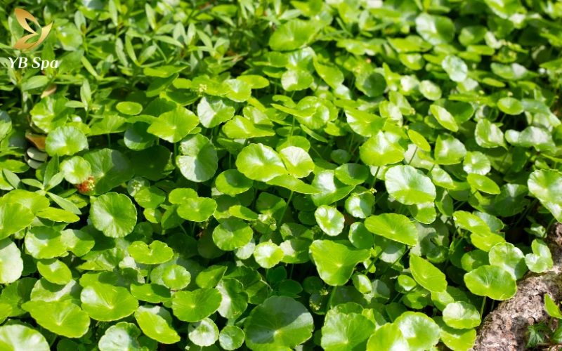 5 Cách trị sẹo lõm lâu năm tại nhà an toàn từ thiên nhiên 26 Trị sẹo lõm bằng rau má