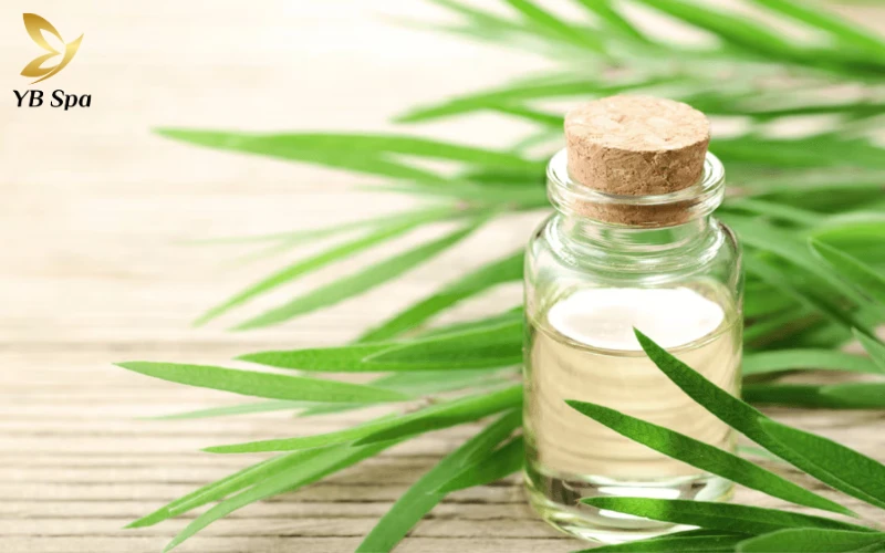 Trị sẹo rỗ với Tinh Dầu Tràm Trà (tea Tree Oil)