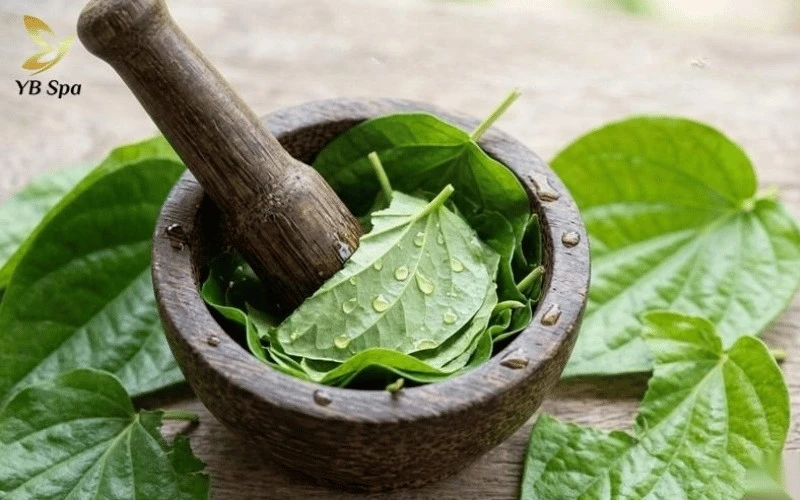 10 Cách Triệt Lông Chân Tại Nhà Cho Nữ Hiệu Quả 12 Tinh dầu trong lá trầu không có khả năng sát khuẩn và hỗ trợ rụng lông tự nhiên.