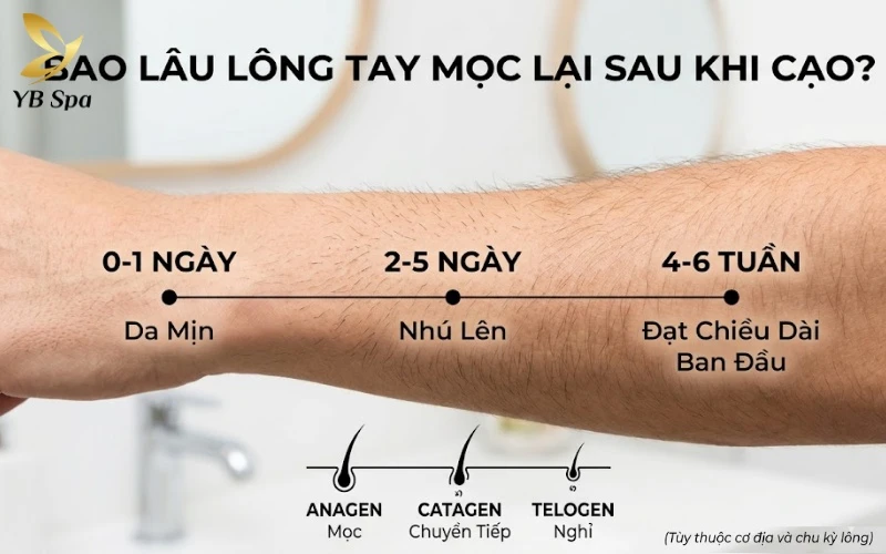 Cạo lông tay có sao không? Có mọc dày hơn không? 15 Tốc độ mọc lại của lông tay tuân thủ nghiêm ngặt theo ba giai đoạn phát triển sinh học gồm Anagen, Catagen và Telogen