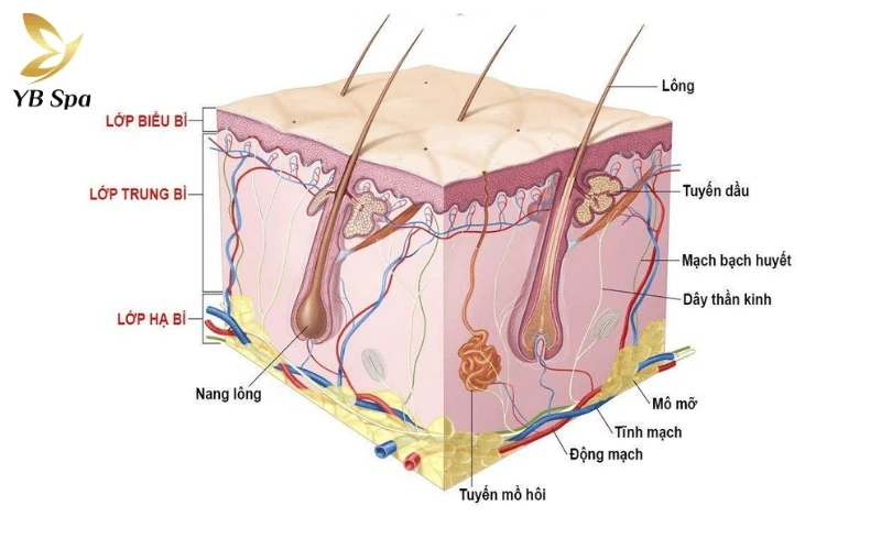 Chu kỳ phát triển của sợi lông: 3 giai đoạn mọc – nghỉ – rụng và cơ chế tái sinh 22 Hiểu rõ vòng đời của lông là chìa khóa vàng để tối ưu hóa hiệu quả cho các liệu trình triệt lông thẩm mỹ hiện nay