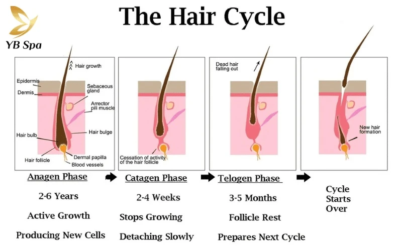 Chu kỳ phát triển của sợi lông: 3 giai đoạn mọc – nghỉ – rụng và cơ chế tái sinh 23 Hair growth cycle là thuật ngữ y khoa mô tả trọn vẹn vòng đời của sợi lông từ lúc hình thành trong nang lông cho đến khi rụng đi