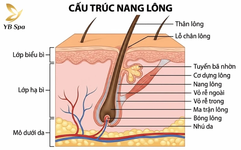Chu kỳ phát triển của sợi lông: 3 giai đoạn mọc – nghỉ – rụng và cơ chế tái sinh 24 Chức năng quan trọng của nang lông là định hướng cho sợi lông mọc xuyên qua bề mặt da một cách chuẩn xác