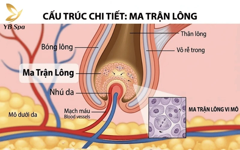 Chu kỳ phát triển của sợi lông: 3 giai đoạn mọc – nghỉ – rụng và cơ chế tái sinh 25 Tốc độ nhân bản tế bào tại vùng ma trận lông chính là yếu tố quyết định sợi lông của bạn mọc dài nhanh hay chậm