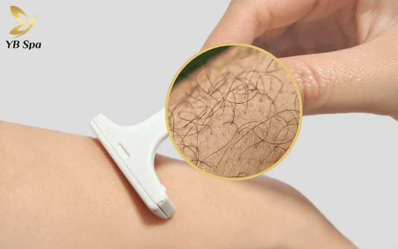 Chu kỳ phát triển của sợi lông: 3 giai đoạn mọc – nghỉ – rụng và cơ chế tái sinh 30 Cảm giác lông "cứng" hơn sau khi cạo thực chất đến từ việc đầu sợi lông bị cắt ngang, tạo ra một mặt phẳng thô ráp khi chạm vào