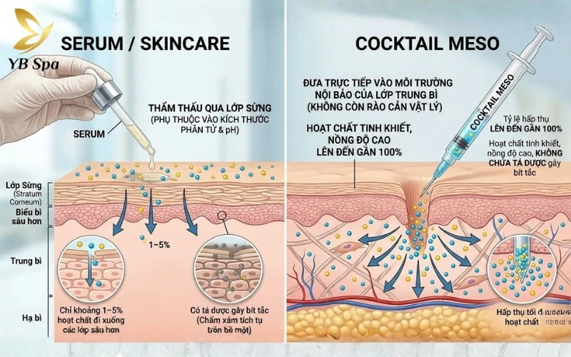 Cocktail Meso là gì? Cơ chế hoạt động của Cocktail Meso 16 Trong khi skincare chỉ thẩm thấu khoảng 5%, Cocktail Meso đạt tỷ lệ hấp thụ gần 100% nhờ đưa dưỡng chất trực tiếp vào lớp trung bì