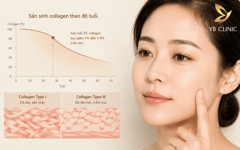 Sau tuổi 25, collagen suy giảm dần khiến da mất độ dày, đàn hồi và bắt đầu xuất hiện dấu hiệu lão hóa.