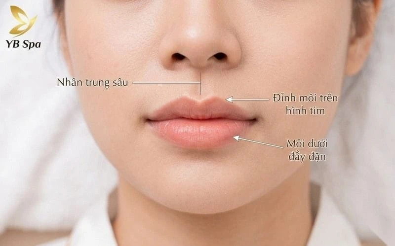Đặc điểm nhận diện môi trái đào: Nhân trung sâu, đỉnh môi trên hình tim, môi dưới đầy đặn.