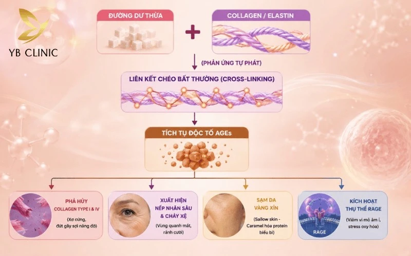 Quá trình tích tụ độc tố AGEs và 4 tác hại nghiêm trọng gây lão hóa da, chảy xệ, đứt gãy Collagen Type I & IV.