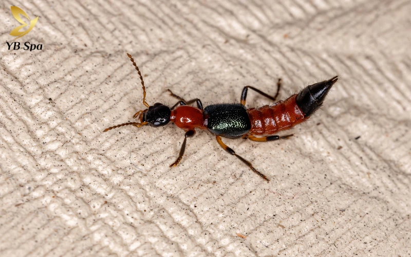 Kiến ba khoang cắn có để lại sẹo không