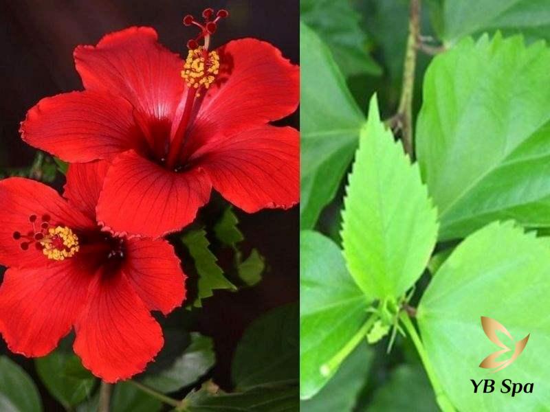 Hoa và lá dâm bụt