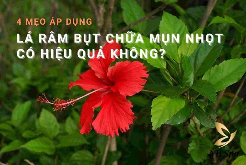 lá râm bụt chữa mụn nhọt​