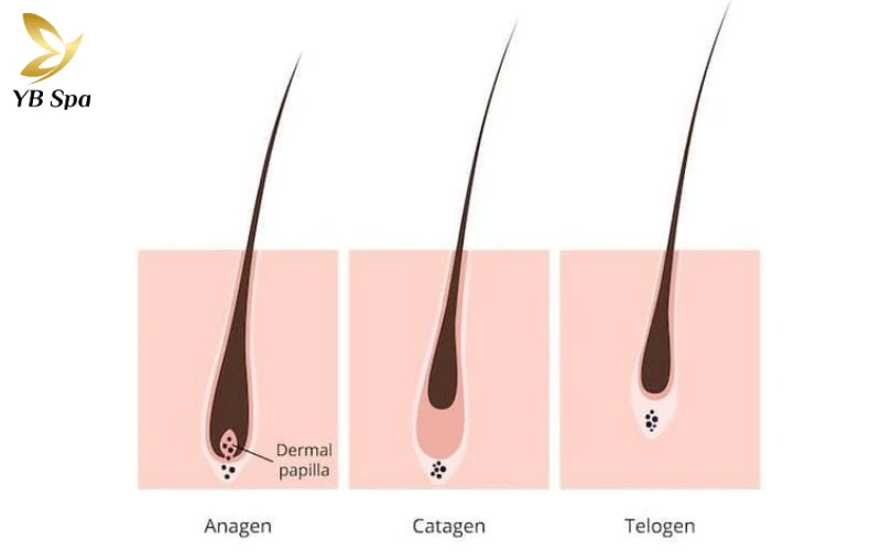 Hiểu về 3 chu kỳ Anagen, Catagen và Telogen sẽ giúp bạn biết tại sao không thể triệt lông vĩnh viễn trong một buổi duy nhất