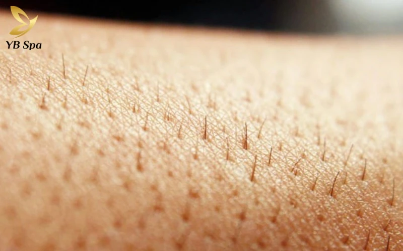 Tốc độ mọc lông chân thường đạt mức tối đa vào mùa hè nhờ sự gia tăng tuần hoàn máu dưới da trong điều kiện thời tiết ấm áp