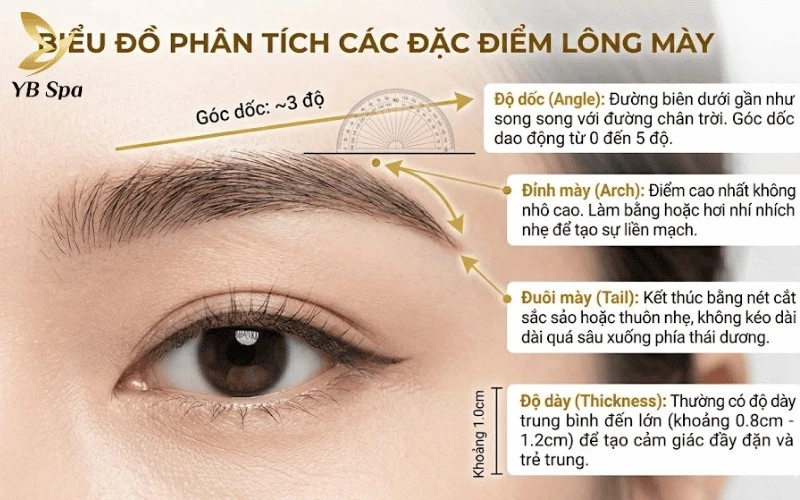 Dáng mày ngang chuẩn xác không kéo quá sâu về phía thái dương, giữ cho tổng thể khuôn mặt luôn bừng sáng và hài hòa