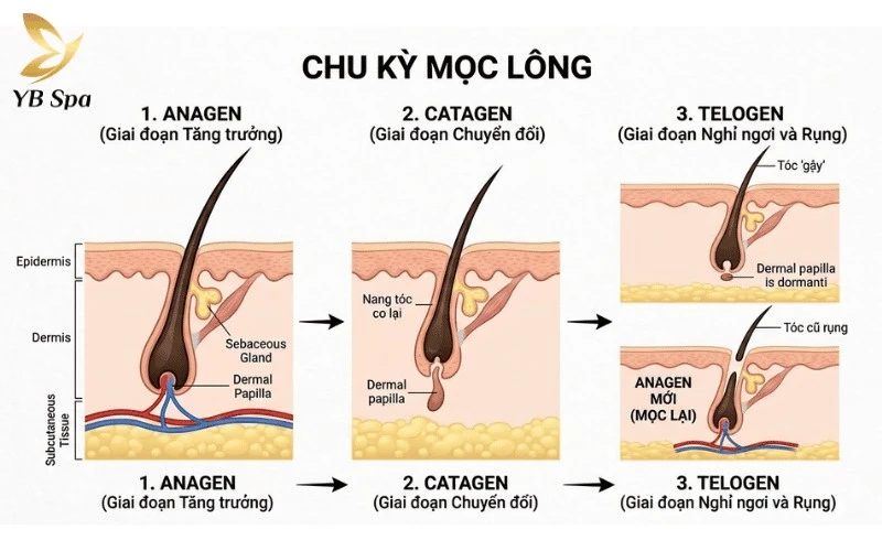 Hiểu rõ chu kỳ sinh trưởng của nang lông là chìa khóa vàng để bạn kích thích lông mày mọc dày và dài hơn một cách bền vững