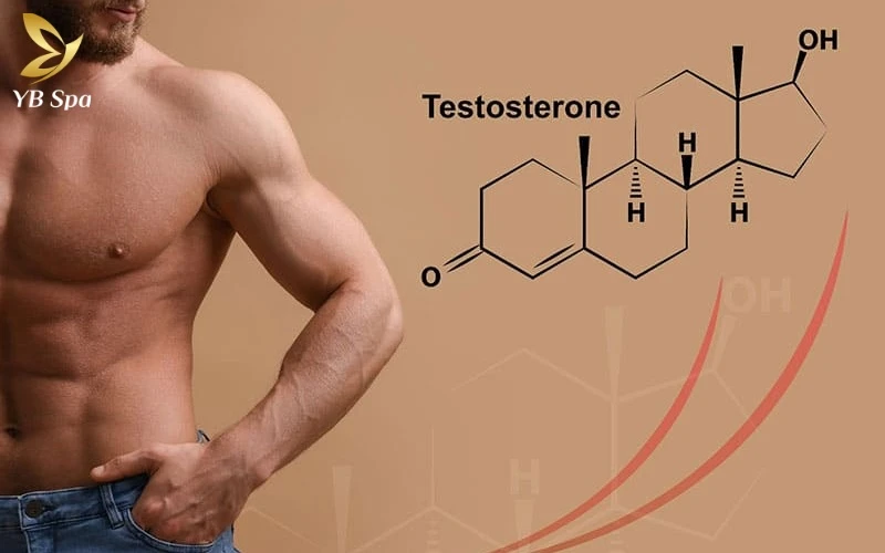 Hiểu rõ vai trò quyết định của testosterone và DHT trong việc thúc đẩy các nang lông ở tai chuyển từ lông tơ sang lông cứng