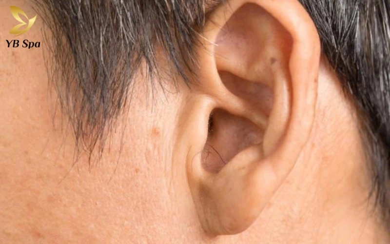 Lông mọc trong lỗ tai được ví như "viên ngọc trong hang", báo hiệu một cuộc đời phú quý, trường thọ và sức khỏe dẻo dai