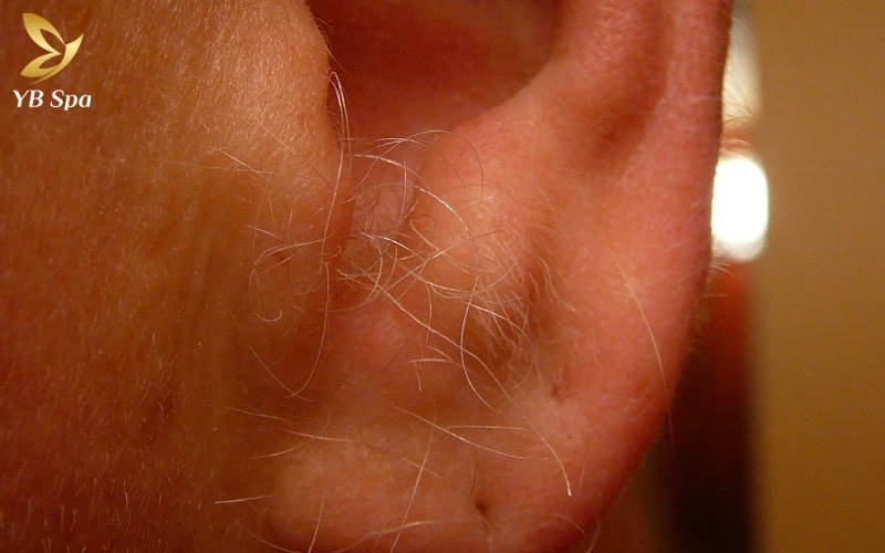 Lông mọc ở dái tai là biểu tượng của phúc lộc dồi dào, báo hiệu vận may lớn về tài chính và những khoản thu nhập bất ngờ