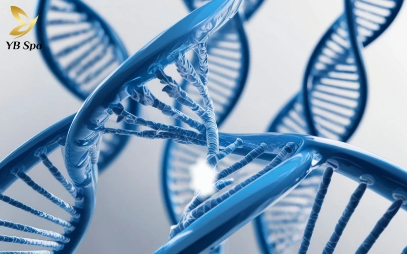 Tướng phụ nữ lông mu rậm theo nhân tướng học và khoa học 12 Mật độ lông vùng kín dày hay mỏng thường là đặc điểm thừa hưởng từ hệ gen của mẹ hoặc bà