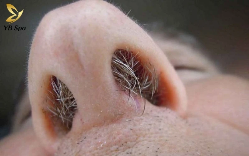 Lông mũi bạc là gì? Vì sao lông mũi chuyển sang màu trắng? 9 Lông mũi bạc là hiện tượng các sợi lông mất đi sắc tố melanin tự nhiên, thường là "màn dạo đầu" của quá trình lão hóa hoặc do các thay đổi nội sinh trong cơ thể