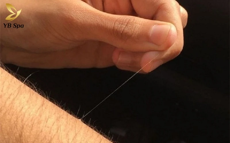 Lông tài là gì? Giải mã từ góc nhìn khoa học và nhân tướng (2026) 13 Giải mã ý nghĩa thực sự của lông tài dưới góc nhìn khoa học hiện đại và nhân tướng học để biết đây là điềm báo may mắn hay chỉ là hiện tượng sinh lý