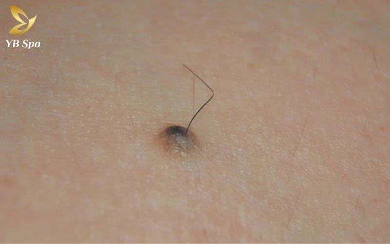 Lông tài là gì? Giải mã từ góc nhìn khoa học và nhân tướng (2026) 14 Theo quan niệm dân gian Á Đông, lông tài là sự hội tụ của "linh khí", báo hiệu vận may và những giai đoạn thành công rực rỡ sắp tới