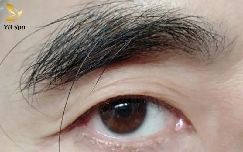 Lông tài là gì? Giải mã từ góc nhìn khoa học và nhân tướng (2026) 18 Khoa học giải mã những sợi lông mày dài bất thường là kết quả của sự thay đổi chu kỳ lão hóa nang lông, đặc biệt phổ biến ở nam giới