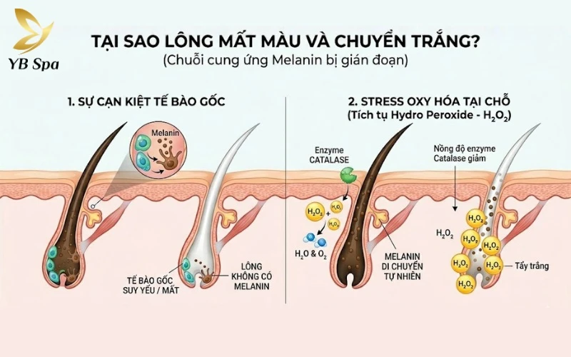 Lông trắng mọc trên mặt là gì? Nguyên nhân và cách xử lý 10 Hiện tượng lông trắng là kết quả của việc gián đoạn chuỗi cung ứng melanin do tế bào gốc suy yếu hoặc sự tích tụ Hydro peroxide (H2O2) tại nang lông