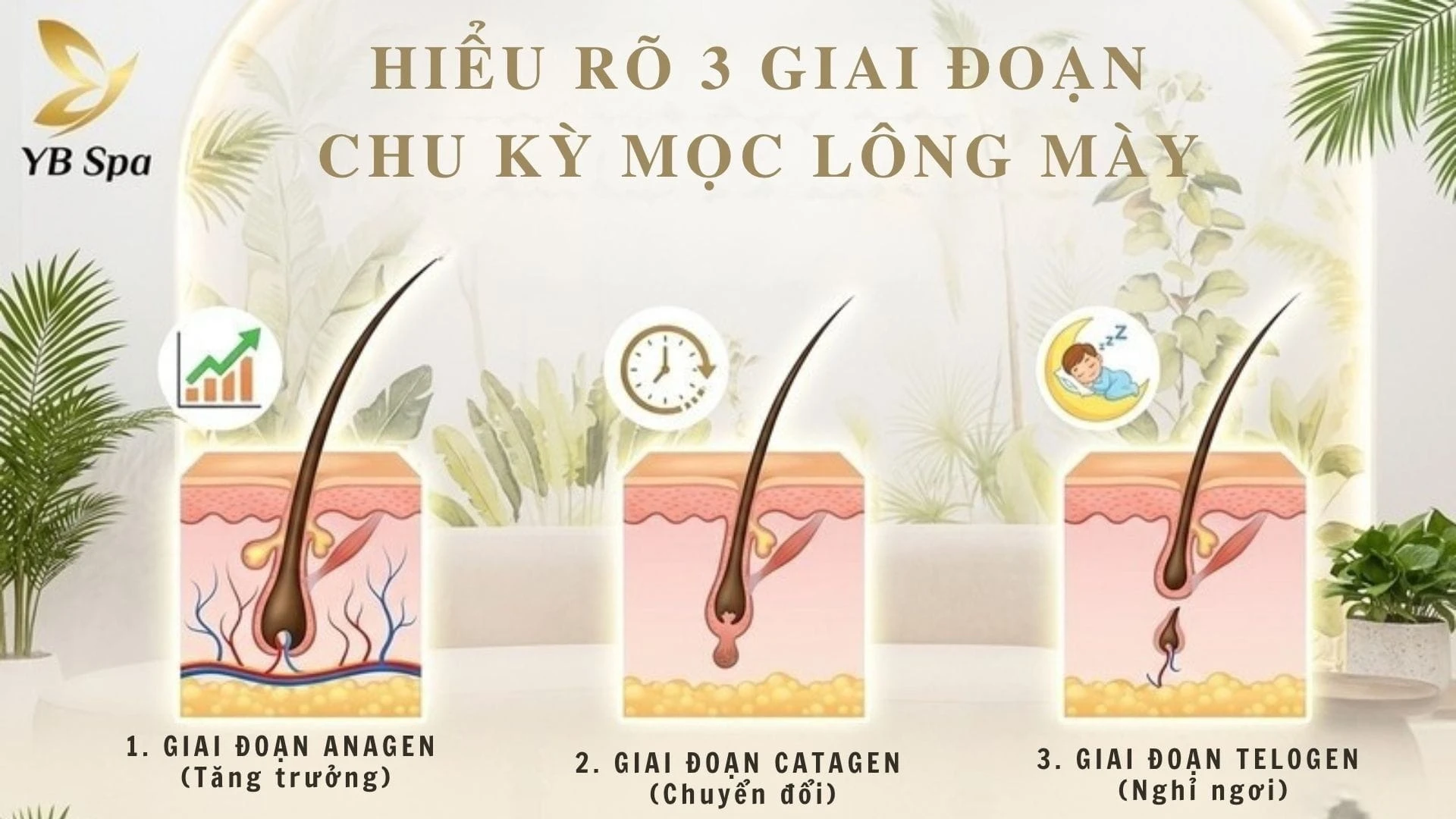 Hiểu rõ 3 giai đoạn của chu kỳ mọc lông giúp bạn chăm sóc lông mày hiệu quả hơn.