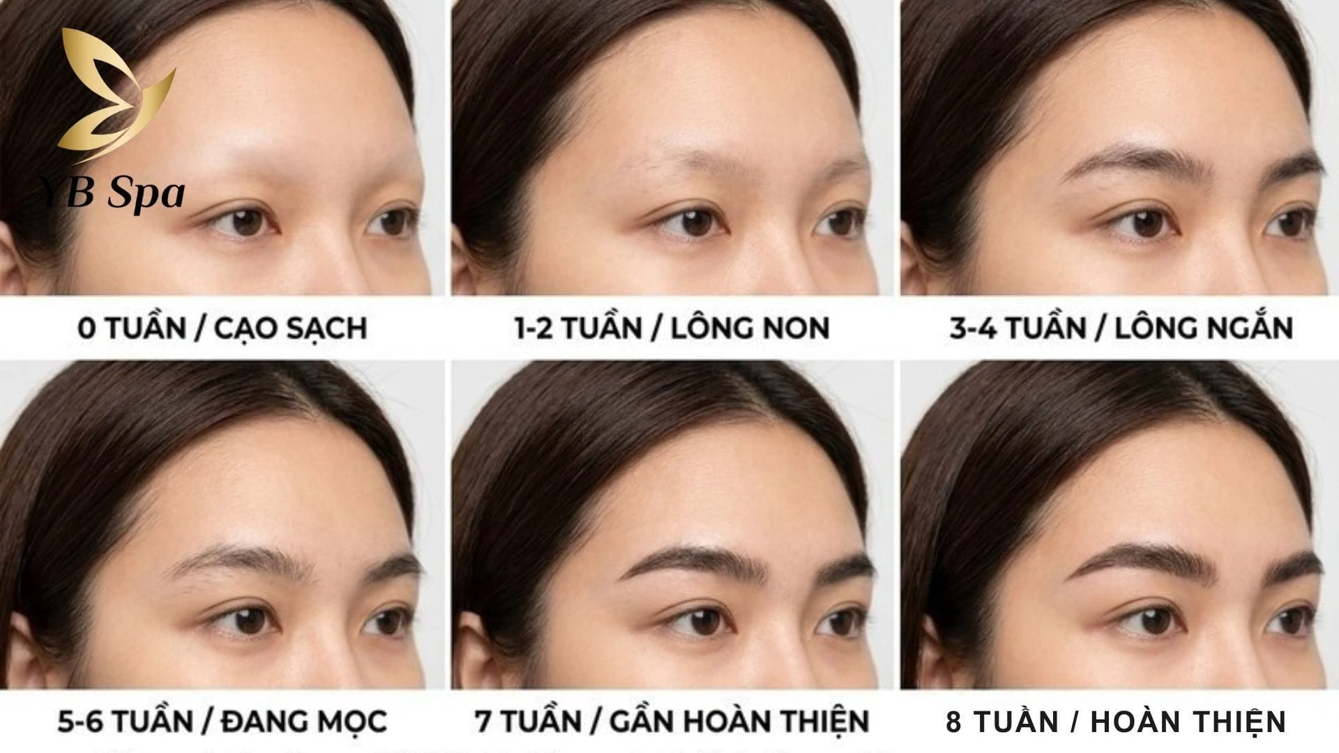 Lông mày thường mất 6-8 tuần để mọc lại hoàn toàn sau khi cạo, tùy thuộc vào cơ địa.