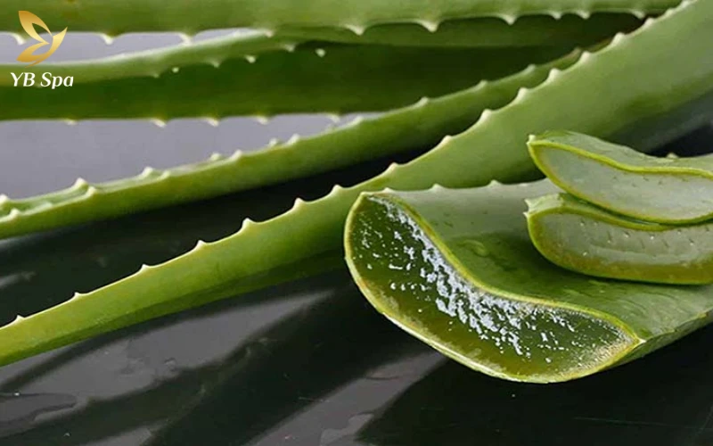 Mẹo Chữa Sẹo Lồi Dân Gian Hiệu Quả Và An Toàn 22 Chữa Sẹo Lồi với Nha Đam (lô Hội)