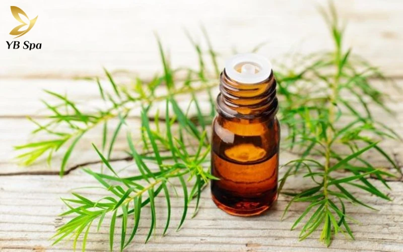 Sử dụng tinh dầu tràm trà (Tea Tree Oil)