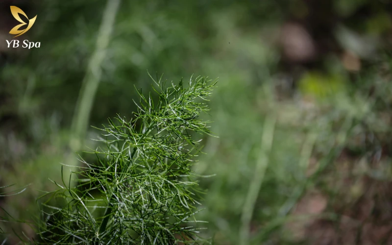 Sử dụng các nguyên liệu tự nhiên làm dịu da