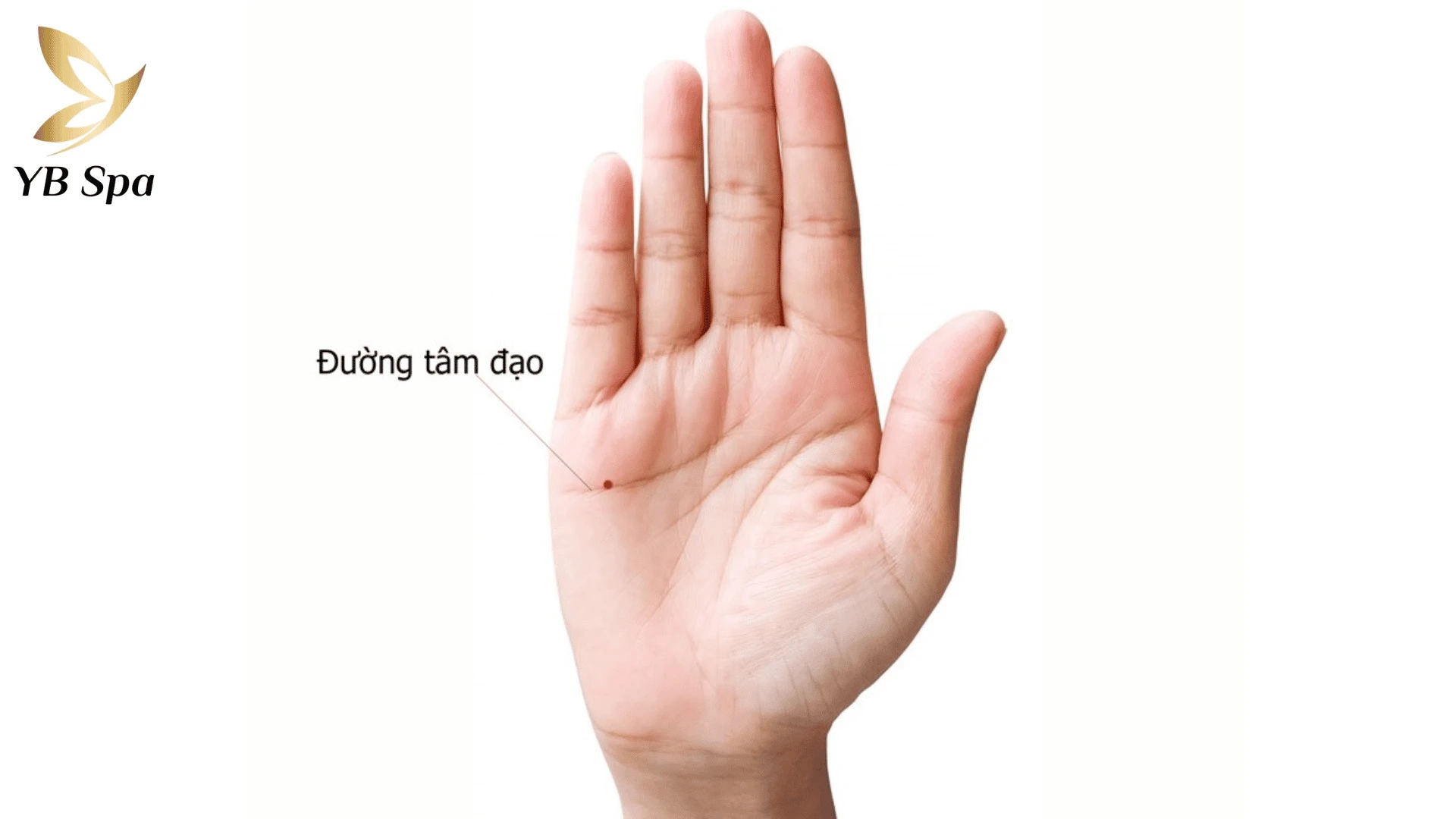 Ý nghĩa nốt ruồi ở lòng bàn tay nam nữ theo nhân tướng học 19 Nốt ruồi trên đường Tâm Đạo ảnh hưởng đến đời sống tình cảm và các mối quan hệ hôn nhân.