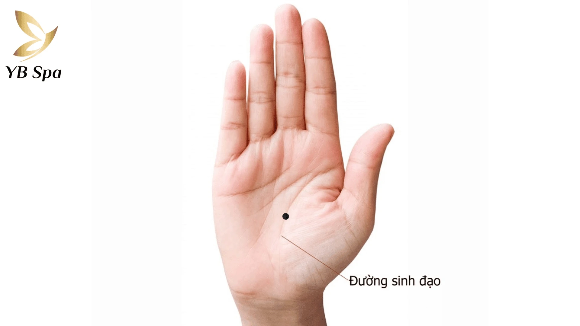 Ý nghĩa nốt ruồi ở lòng bàn tay nam nữ theo nhân tướng học 20 Vị trí nốt ruồi trên đường Sinh Đạo biểu thị những lưu ý quan trọng về sức khỏe, sinh lực.