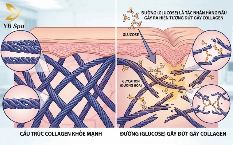 Quá trình đường hóa (glycation) khi tiêu thụ quá nhiều glucose sẽ khiến các sợi collagen trở nên giòn, dễ gãy và mất đi sự linh hoạt