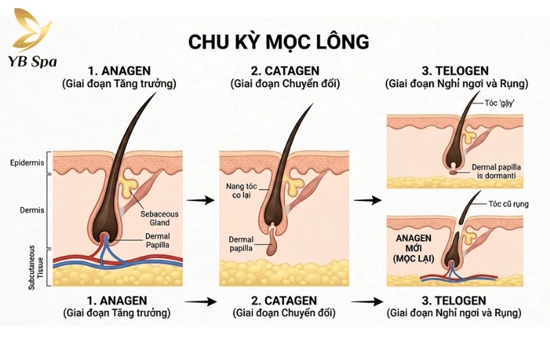 Hiểu rõ 3 giai đoạn Anagen, Catagen và Telogen sẽ giúp bạn giải đáp thắc mắc vì sao không thể triệt sạch lông chỉ trong một lần duy nhất
