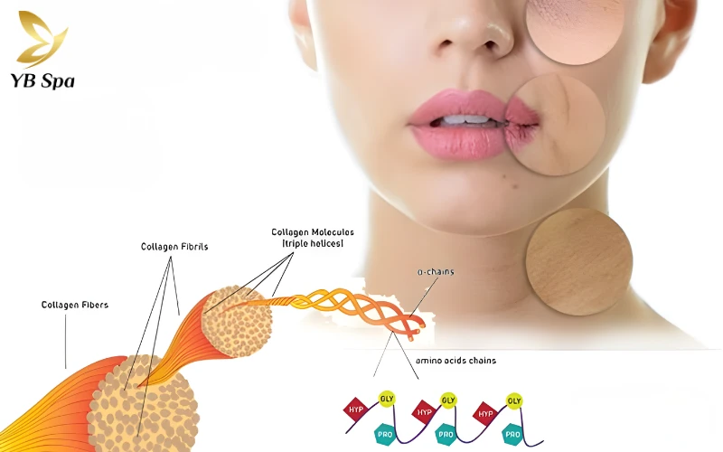 Top 12 Thực Phẩm Giàu Collagen Tốt Cho Da 28 Collagen Là Gì