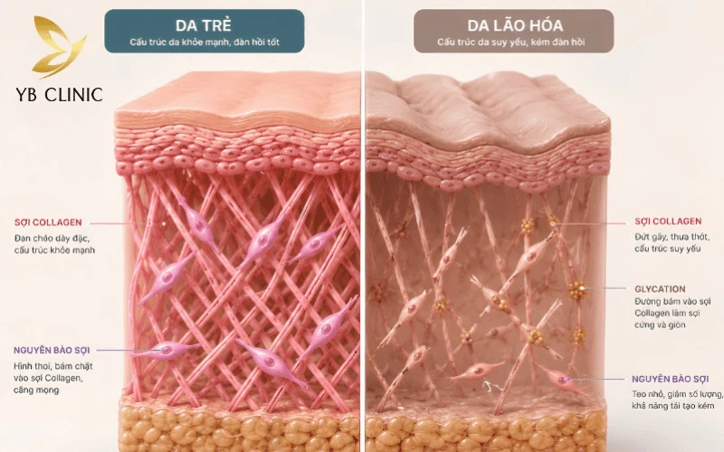 Trẻ Hóa Da Là Gì? Tác Dụng Của Trẻ Hóa Da Đối Với Khuôn Mặt 8 Quá trình trẻ hóa chuyên sâu giúp kích thích nguyên bào sợi tăng sinh collagen và elastin dưới da.