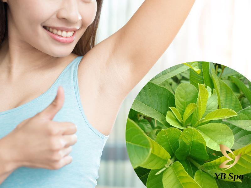 Tìm hiểu 5 cách trị hôi nách bằng lá ổi dễ thực hiện tại nhà 14 trị hôi nách bằng lá ổi